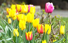 Öppet Dagligen         10 - 18